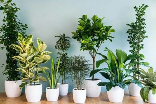گیاهان آپارتمانی مقاوم به نور کم؛ راهنمای انتخاب و نگهداری در خانه‌های کم‌نور
