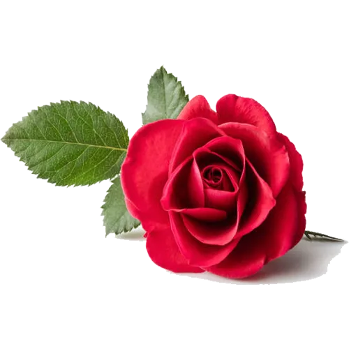 بر اساس نوع گل